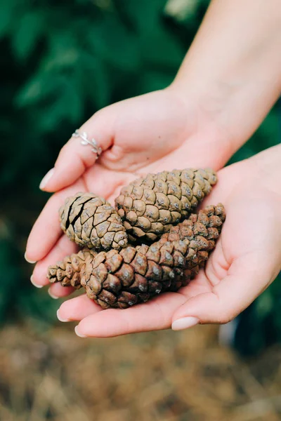 Beautiful collected pine cones in hands in a pine forest — Stock Photo, Image