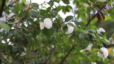 Baharda Botanik bahçesindeki çalıların dallarında güzel Çin gülleri.