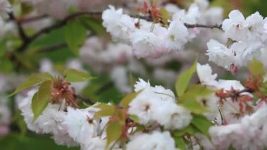 Botanik bahçesinde çiçek açarken ağaç dallarında güzel pembe kiraz çiçekleri.