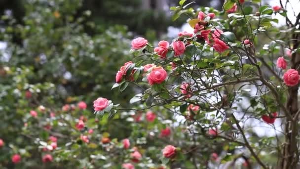 Beautiful Chinese rose flowers on the branches of shrubs in the spring in the Botanical garden — Stock Video
