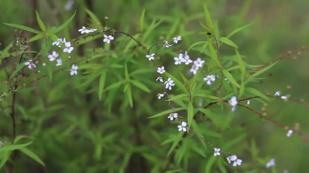 Small delicate white flowers of wild cherry in the spring flowering period swaying in the wind — Stock Video