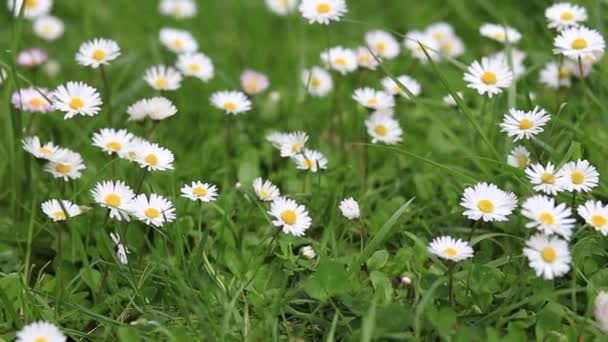Green meadow with Wild chamomile flowersin the spring flowering period in the Botanical garden — 비디오