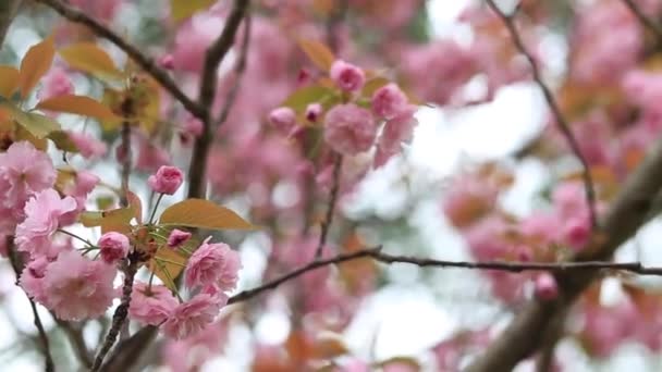 Hermosas flores de cerezo rosa en las ramas de los árboles durante la floración en el jardín botánico — Vídeo de stock