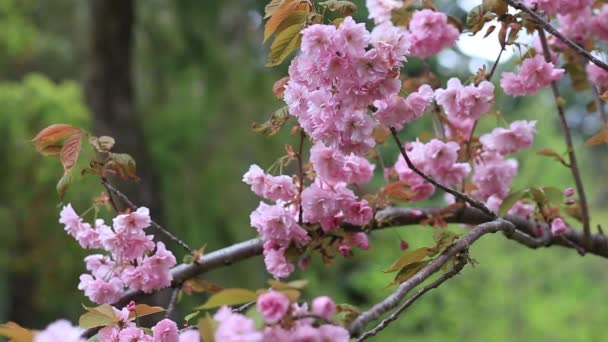 Krásné růžové květy třešní na větvích stromů během květu v botanické zahradě — Stock video