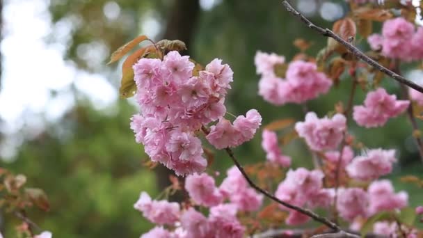 Belles fleurs de cerisier rose sur les branches des arbres pendant la floraison dans le jardin botanique — Video