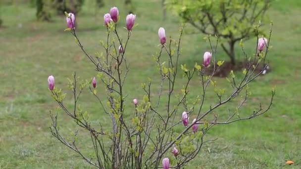 Mooie roze Magnolia knoppen op een Bush in de lente in de Botanische tuin — Stockvideo