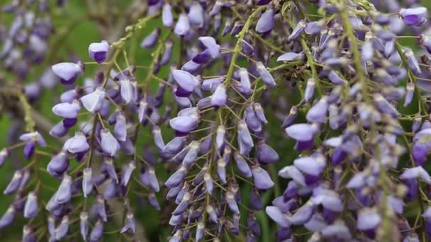 Квітучі скелелазіння рослини Вістерія, фіолетові букети квітів — стокове відео