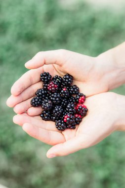 Organic fruit, young harvested, ripe blackberries in the hands of a farmer during the harvest period in summer