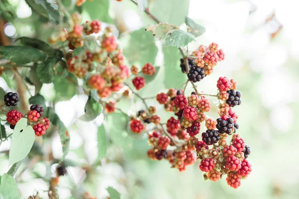 Jonge onrijpe bramen hangen in clusters op een groene Bush tijdens de rijpingsperiode in de zomer — Stockfoto