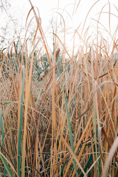 Dry Cone Reeds Your Hand Reeds Fluttering Wind — Stock Photo, Image