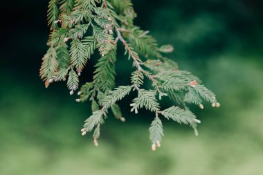 Genç yeşil ladin dalları ve küçük koniler.