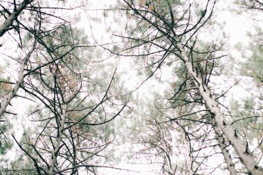 İlkbaharda çam ormanında manzaralı patika