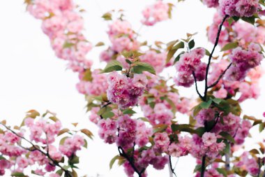 Çiçek açarken ağaçların dallarında güzel pembe kiraz çiçekleri.