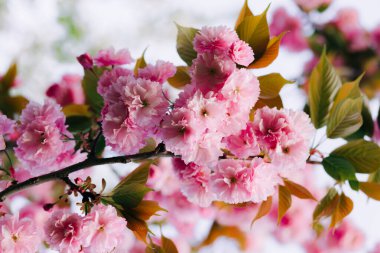 Çiçek açarken ağaçların dallarında güzel pembe kiraz çiçekleri.