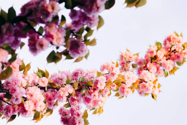 Belas Flores Cereja Rosa Galhos Árvore Durante Floração — Fotografia de Stock