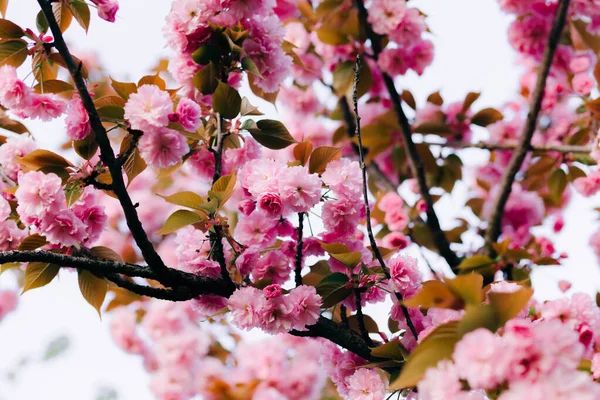 開花中の木の枝に美しいピンクの桜 — ストック写真