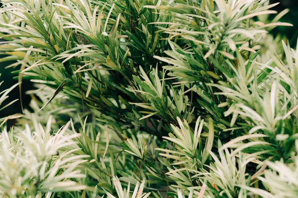 Little Young Leaves Branches Shrub Spring — Stock Photo, Image