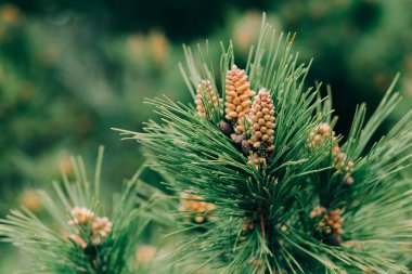 Yeşil çam iğneleri ve ağaç dalında genç koniler olan güzel bir arka plan.