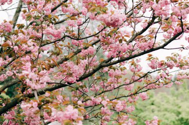 Çiçek açarken ağaçların dallarında güzel pembe kiraz çiçekleri.