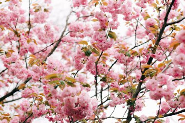 Çiçek açarken ağaçların dallarında güzel pembe kiraz çiçekleri.