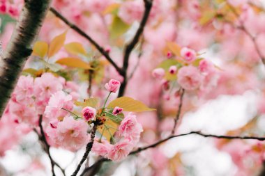 Çiçek açarken ağaçların dallarında güzel pembe kiraz çiçekleri.