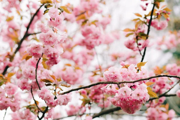 Belas Flores Cereja Rosa Galhos Árvore Durante Floração — Fotografia de Stock