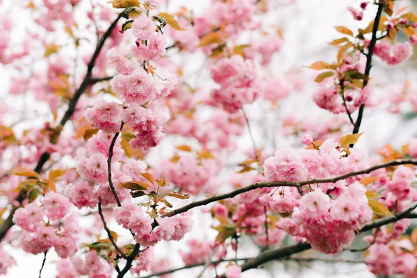 Belas Flores Cereja Rosa Galhos Árvore Durante Floração — Fotografia de Stock