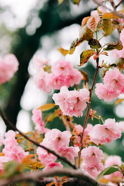 Belas Flores Cereja Rosa Galhos Árvore Durante Floração — Fotografia de Stock