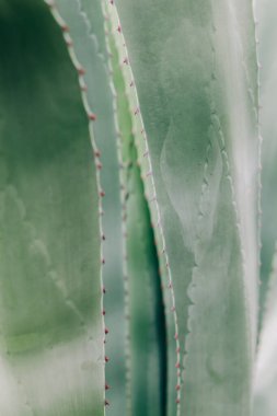 Baharda botanik bahçesindeki agave bitkisinin yeşil yaprakları.