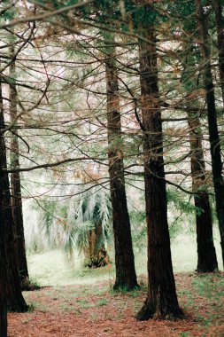 Yere düşen iğnelerle kozalaklı orman