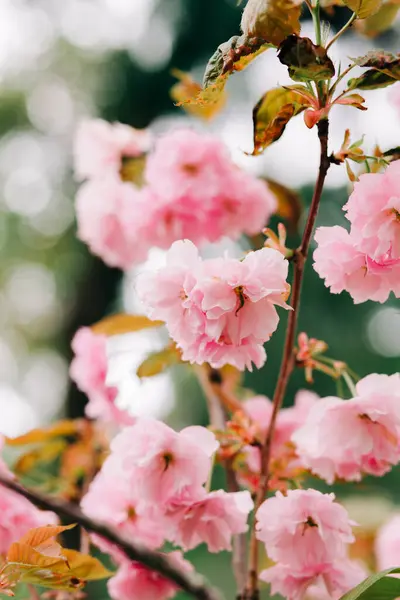 Belas Flores Cereja Rosa Galhos Árvore Durante Floração — Fotografia de Stock