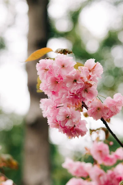 Belas Flores Cereja Rosa Galhos Árvore Durante Floração — Fotografia de Stock