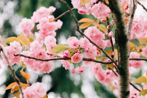 Belas Flores Cereja Rosa Galhos Árvore Durante Floração — Fotografia de Stock