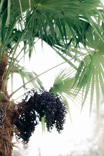 Palmeira Com Frutos Data Não Madura Ramo Durante Período Maturação — Fotografia de Stock