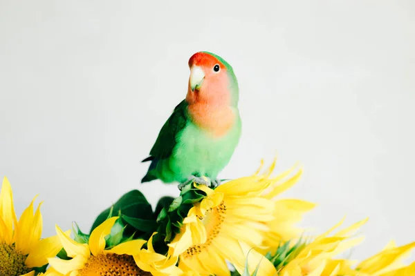 一束艳丽的黄色向日葵花 一只爱鸟鹦鹉在一个复古的花瓶里 — 图库照片