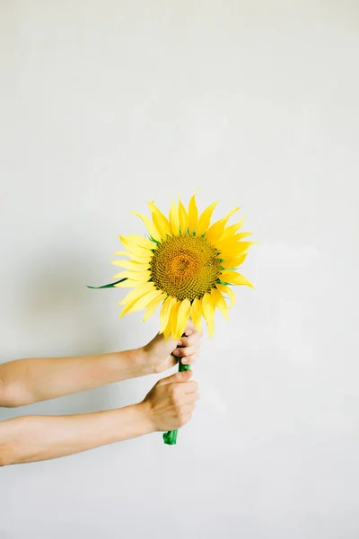 Kéz Kezében Egy Sárga Napraforgó Virág — Stock Fotó