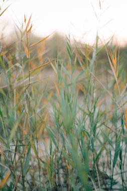 Güz mevsiminde gün batımında nehir kıyısında güzel kuru kahverengi saz dalları.