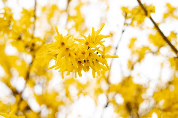 Florescendo Início Primavera Arbusto Forsythia Com Flores Pequenas Amarelas Brilhantes — Fotografia de Stock