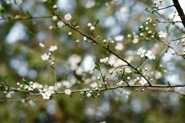 Dużo Pięknych Delikatnych Białych Kwiatów Kwitnącej Śliwki Wiśniowej Gałęzi Drzewa — Zdjęcie stockowe