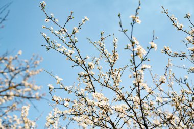 Bir dalda açan kayısı çiçeklerinin güzel, narin, beyaz çiçekleri, ilkbaharın başlarında mavi bir gökyüzüne karşı.