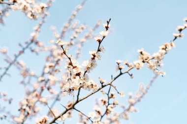 Güzel, narin, pembe bir kayısı çiçeği bir dalın üzerinde, ilkbaharın başlarında mavi gökyüzüne karşı.