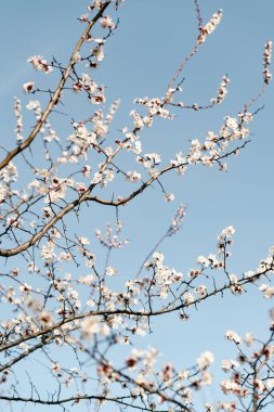 Bir dalda açan kayısı çiçeklerinin güzel, narin, beyaz çiçekleri, ilkbaharın başlarında mavi bir gökyüzüne karşı.