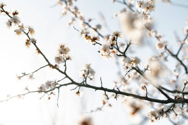 Bir dalda açan kayısı çiçeklerinin güzel, narin, beyaz çiçekleri, ilkbaharın başlarında mavi bir gökyüzüne karşı.