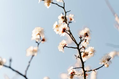 Bir dalda açan kayısı çiçeklerinin güzel, narin, beyaz çiçekleri, ilkbaharın başlarında mavi bir gökyüzüne karşı.