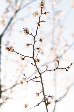Bir dalda açan kayısı çiçeklerinin güzel, narin, beyaz çiçekleri, ilkbaharın başlarında mavi bir gökyüzüne karşı.