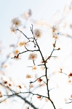 Bir dalda açan kayısı çiçeklerinin güzel, narin, beyaz çiçekleri, ilkbaharın başlarında mavi bir gökyüzüne karşı.