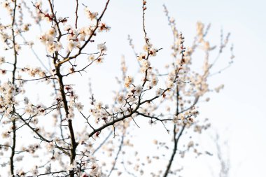 Bir dalda açan kayısı çiçeklerinin güzel, narin, beyaz çiçekleri, ilkbaharın başlarında mavi bir gökyüzüne karşı.