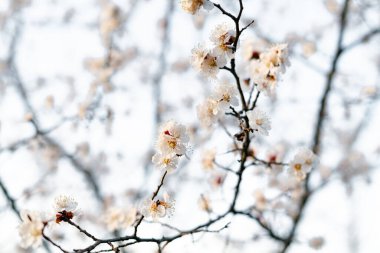 Bir dalda açan kayısı çiçeklerinin güzel, narin, beyaz çiçekleri, ilkbaharın başlarında mavi bir gökyüzüne karşı.