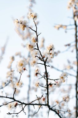 Bir dalda açan kayısı çiçeklerinin güzel, narin, beyaz çiçekleri, ilkbaharın başlarında mavi bir gökyüzüne karşı.