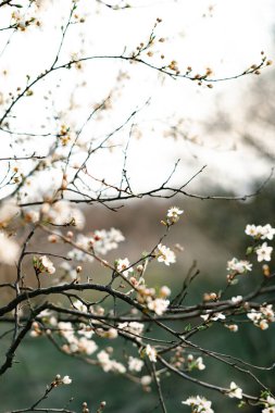 Bir dalda açan kayısı çiçeklerinin güzel, narin, beyaz çiçekleri, ilkbaharın başlarında mavi bir gökyüzüne karşı.
